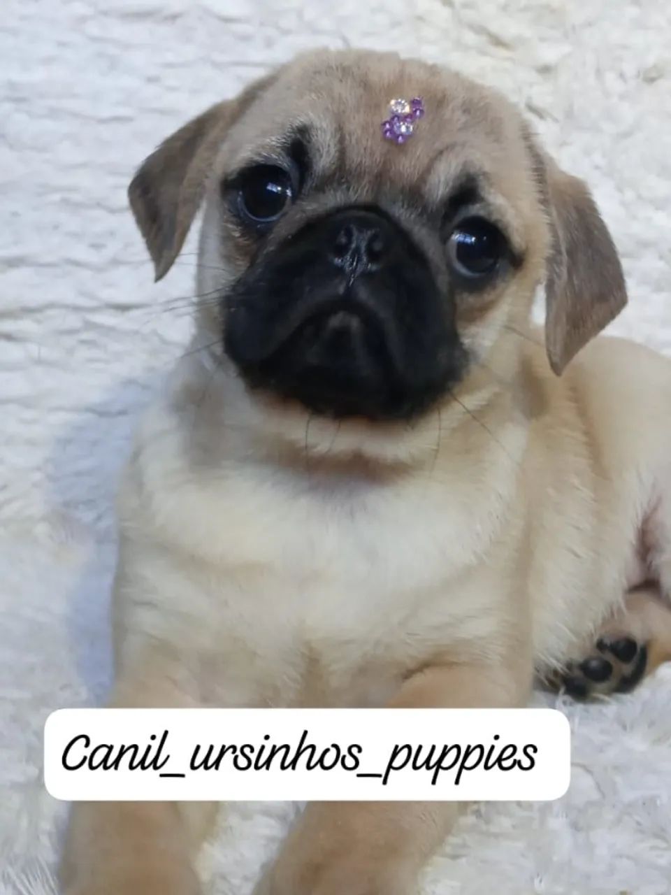 pug disponiveis abrico e black  - Foto 5