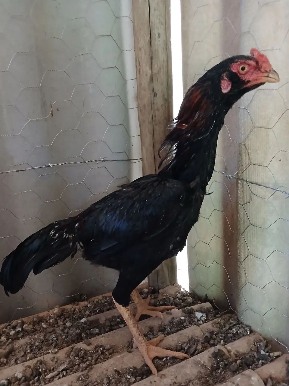 Frango - Foto 4