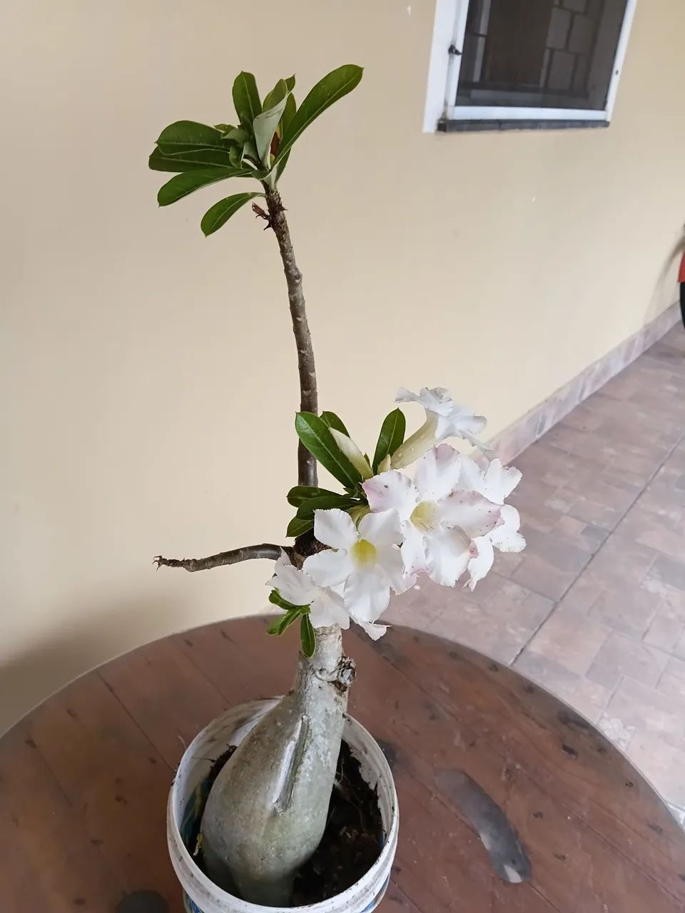 Plantas 