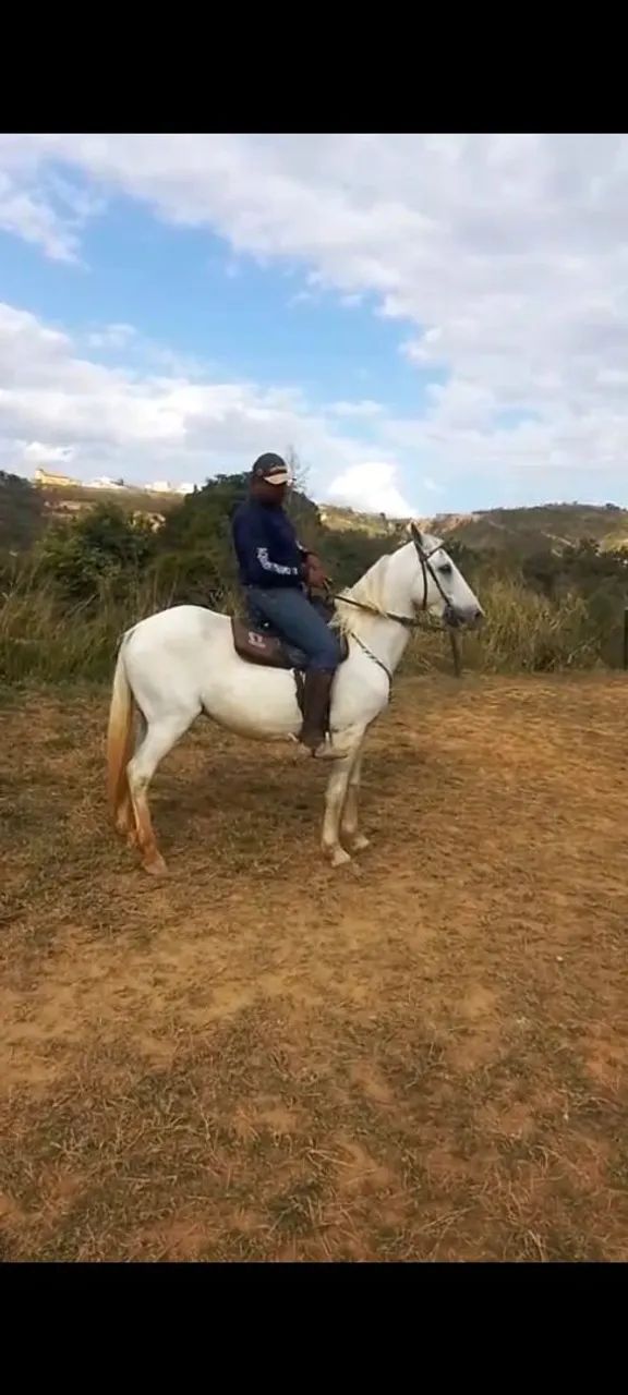 Cavalo 