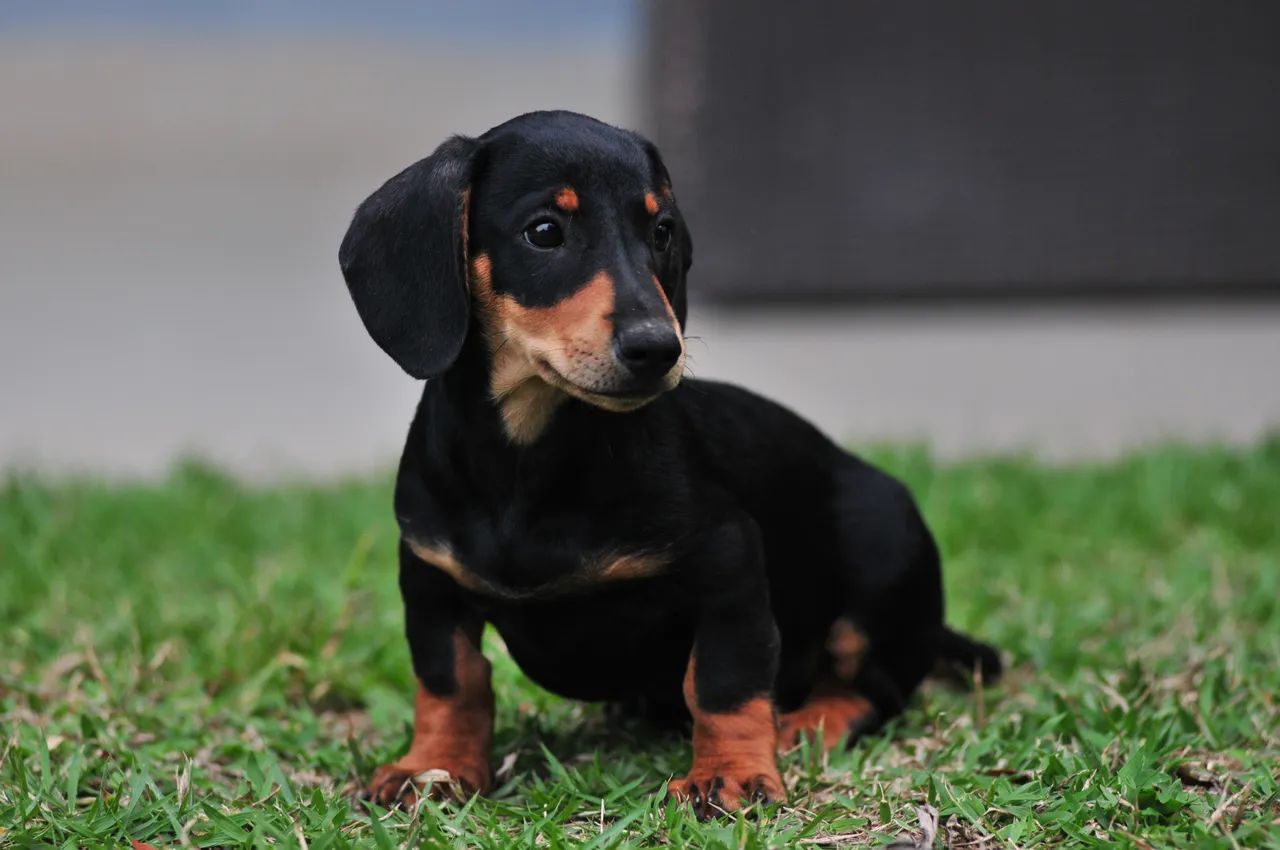 Lindos filhotes de Dachshund  - Foto 6