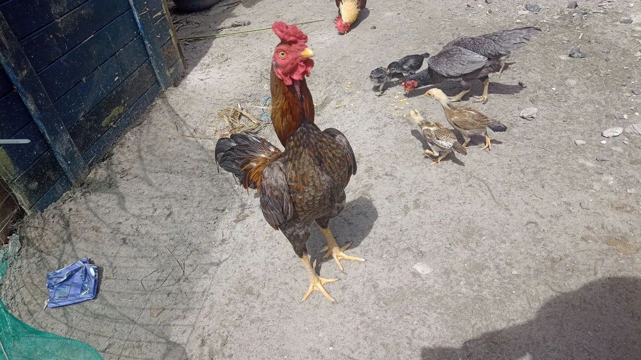 Galinhas de raça  - Foto 5