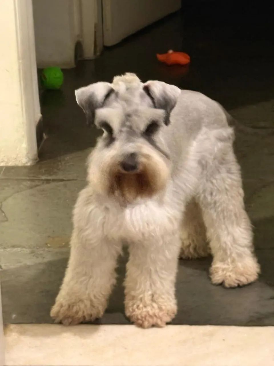 Schnauzer  - Foto 2