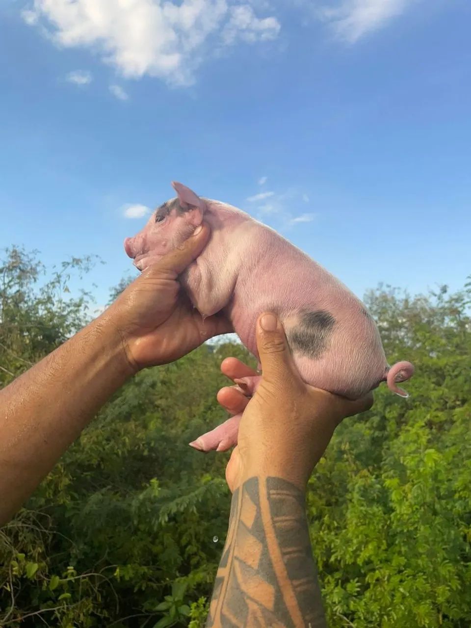 Mini pig 