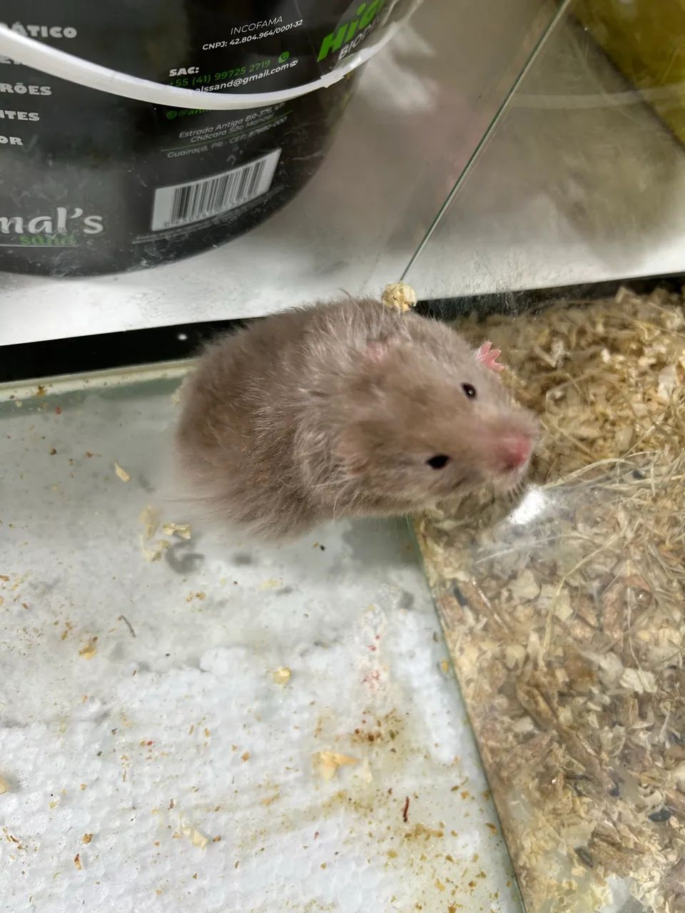 Hamster sírio 
