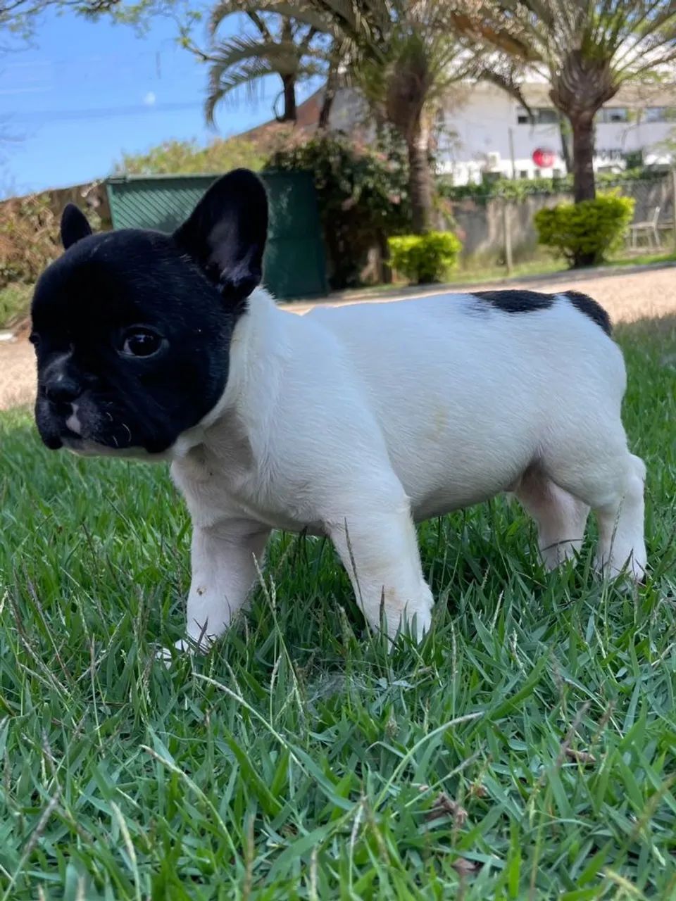 BULLDOG FRANCÊS MACHOS 