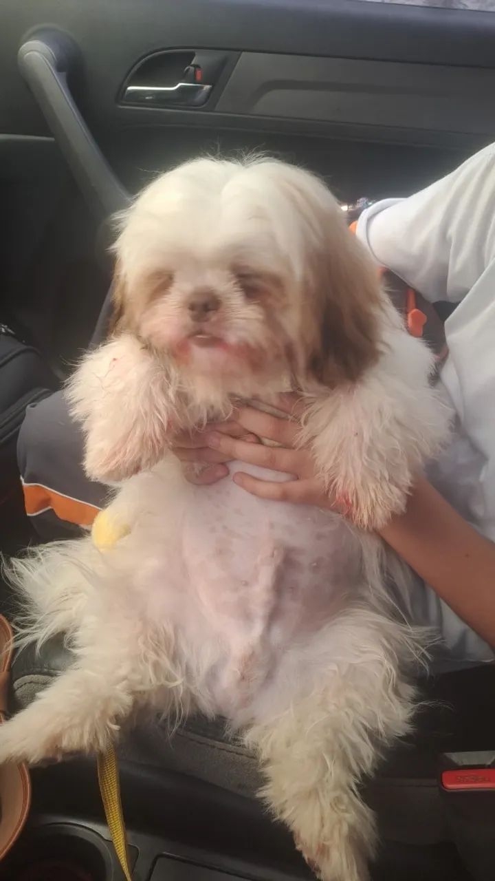 SHIH TZU Cachorro para cruzar - Foto 3