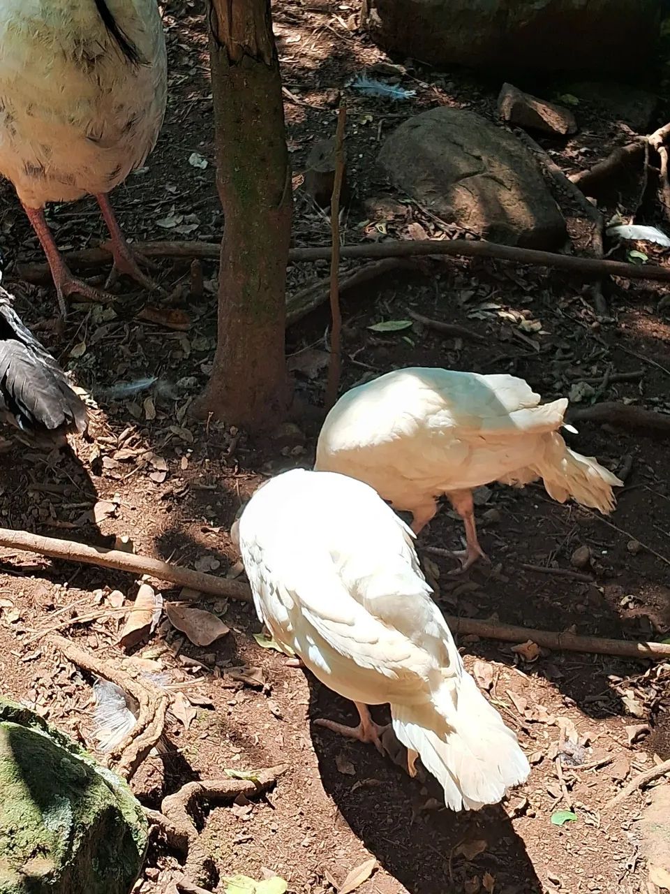 Troco peru por ganso - Foto 2