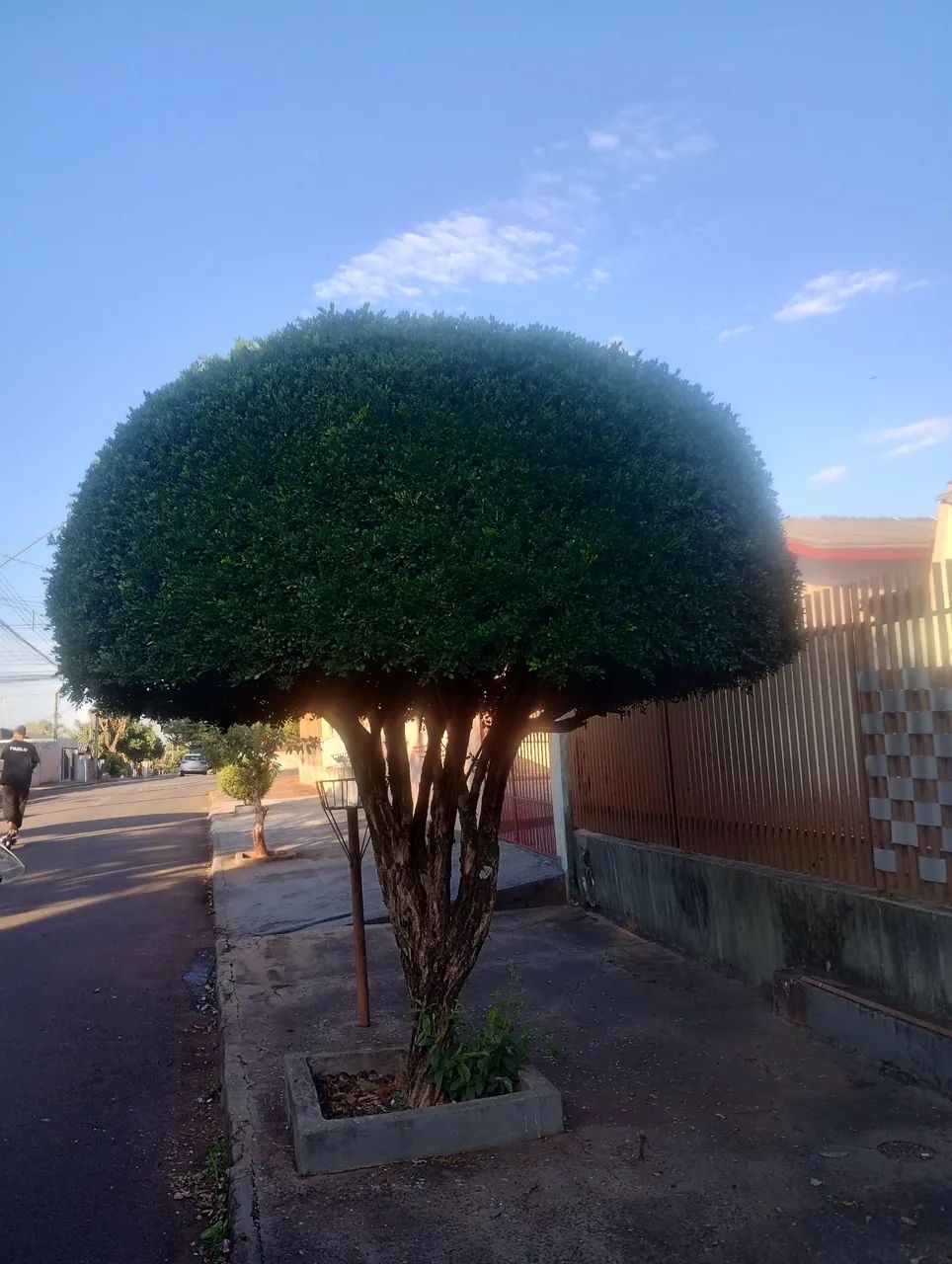Jardineiro  - Foto 4