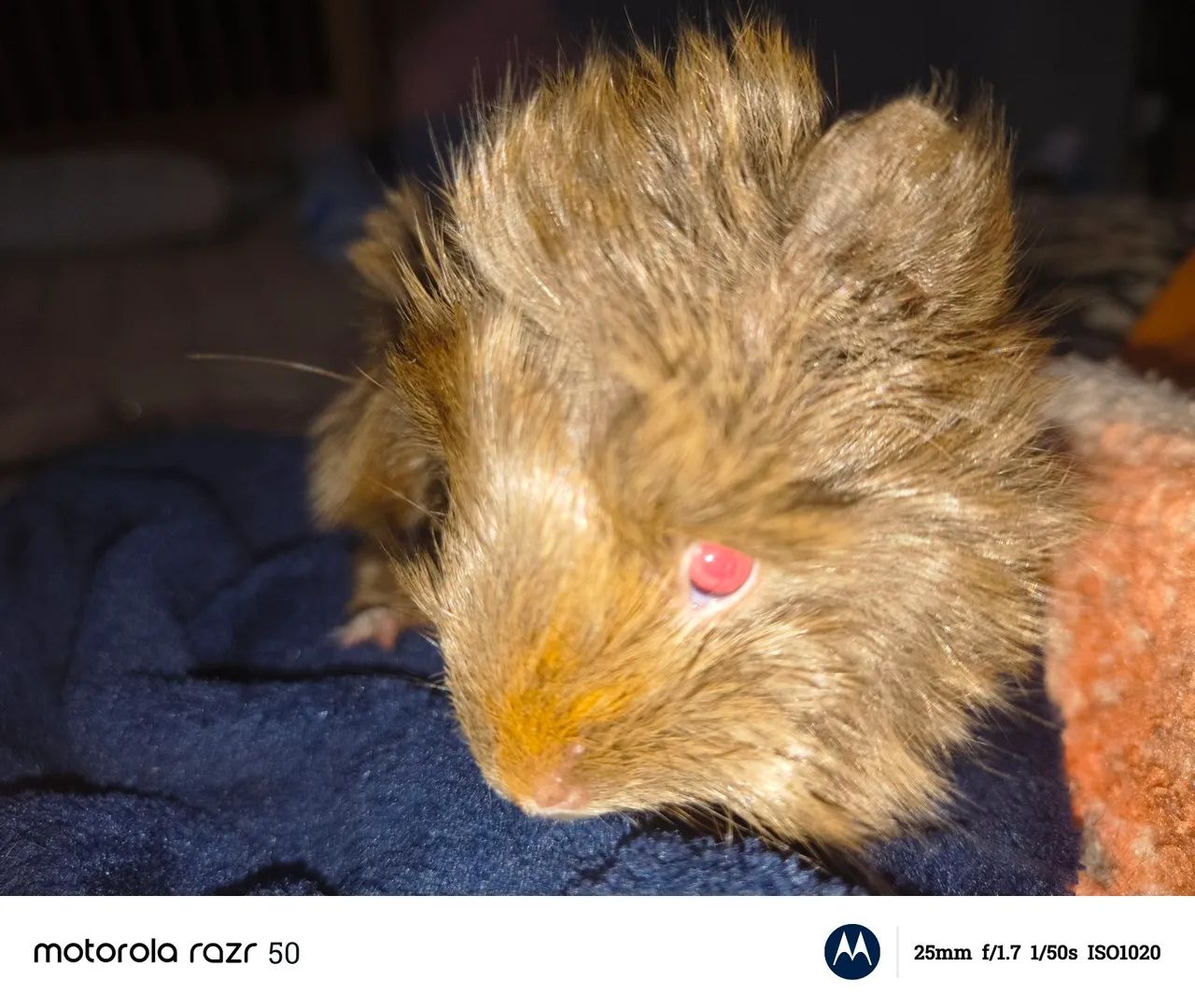 Vendo porquinho da índia peruano macho de 2 meses  - Foto 4