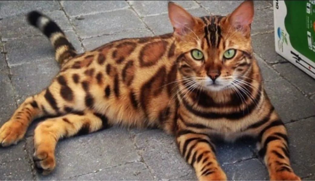 Gato Bengal 