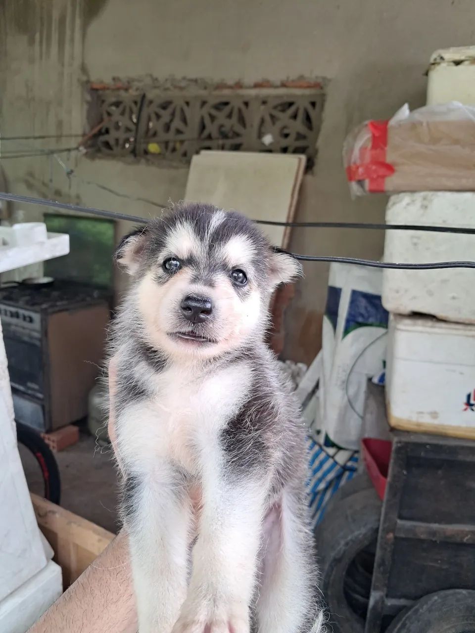 Husky siberiano  - Foto 3