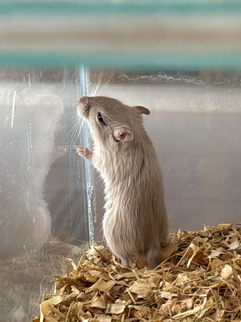 Mongolian Gerbils65578340382467125