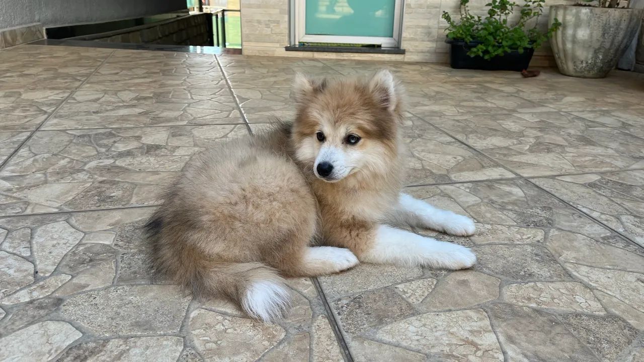 Pomsky f2 macho - Foto 2