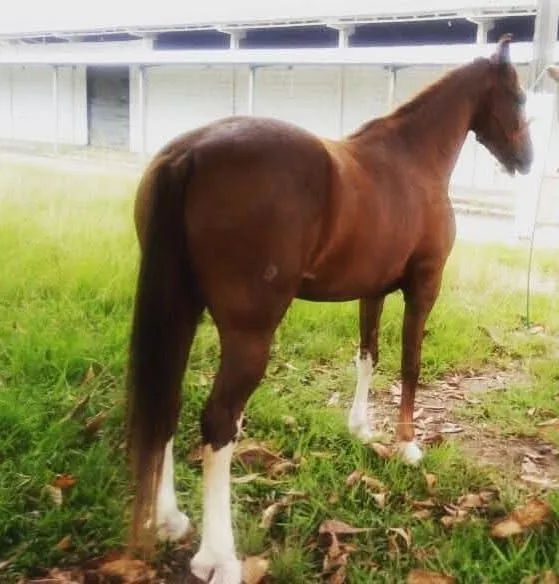 Égua Mangalarga Paulista Registrada  - Foto 2