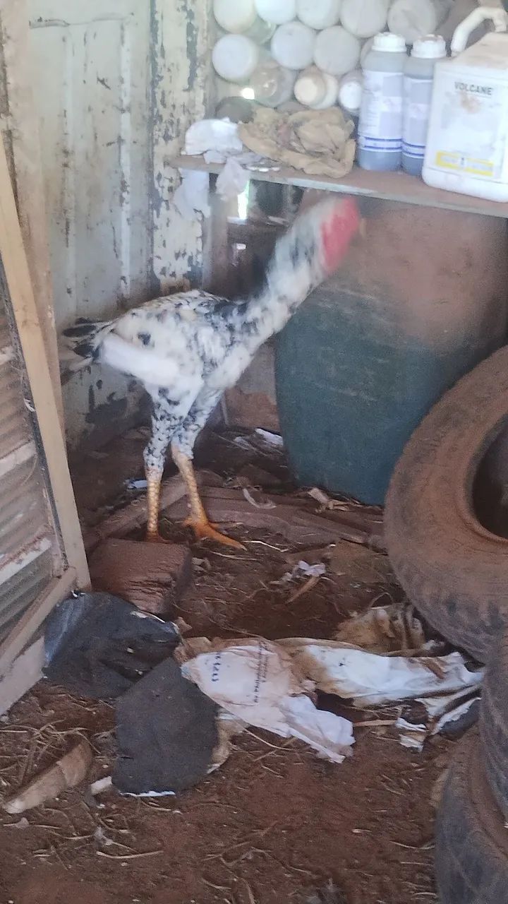 Vendo frango gigante mil flores começando a servir  - Foto 3