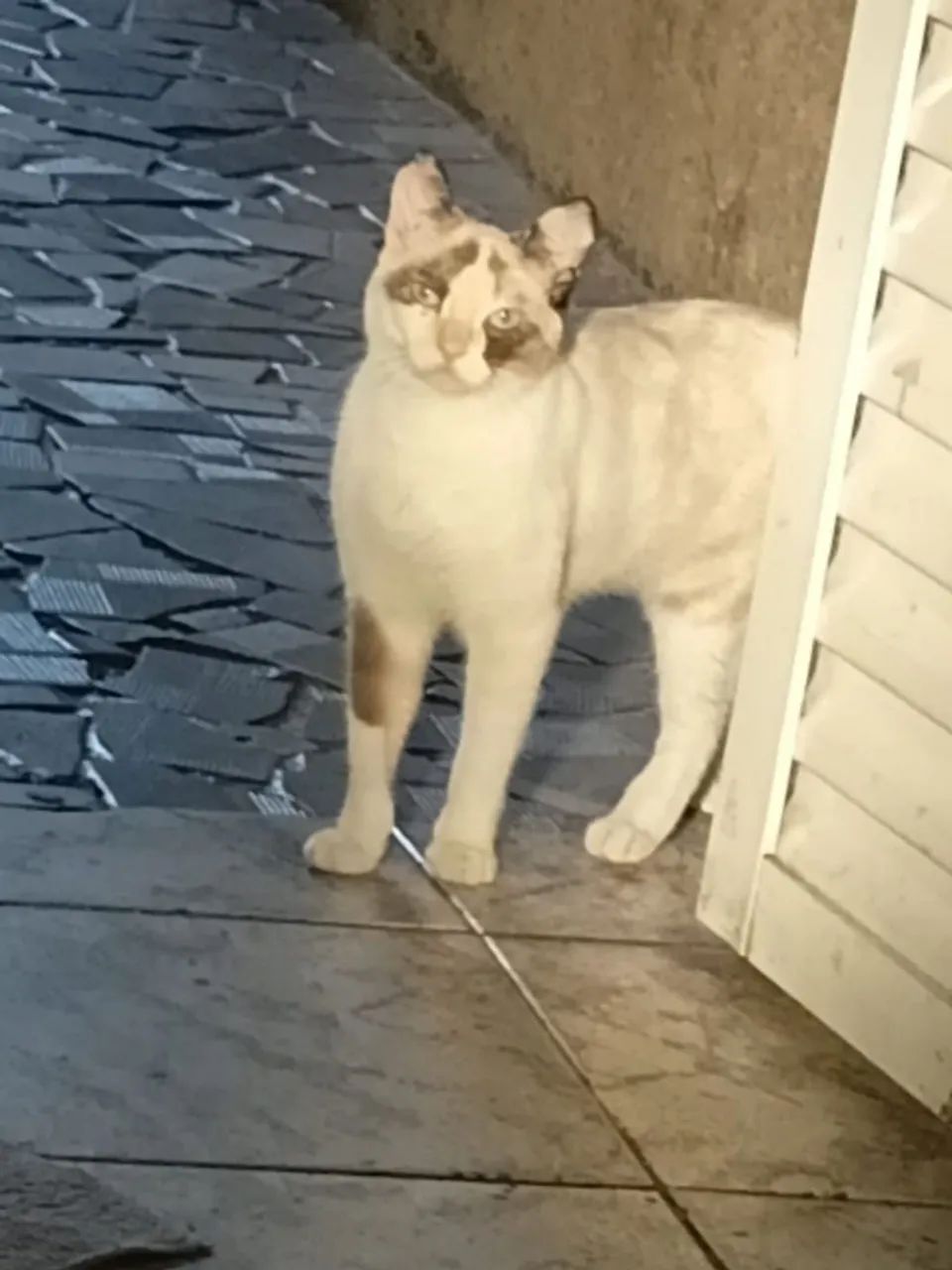 Doa-se gato
