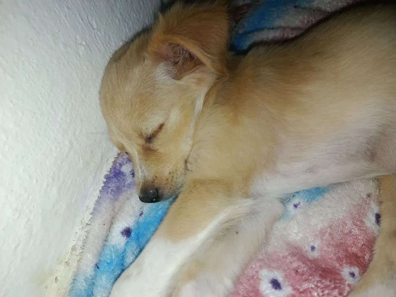 Adoção cachorrinha mel!