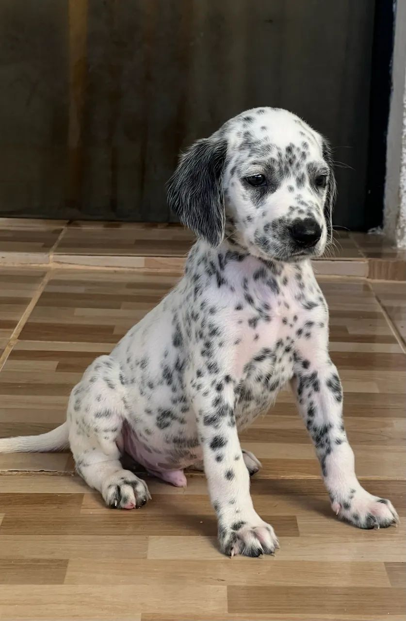 Dalmata 