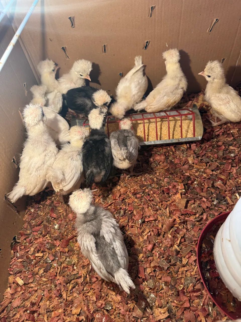 Vendo galinhas de raças, Galinhas d?angola, gansos, marrecos pavões e outras aves 