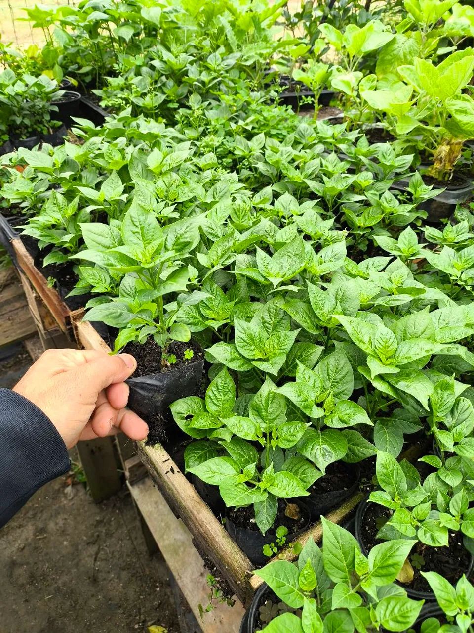 Pimenta
