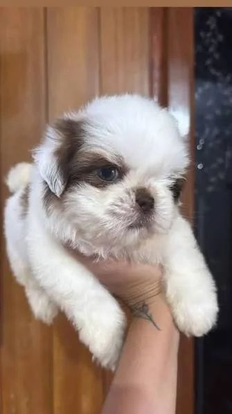 Shihtzu filhotes 