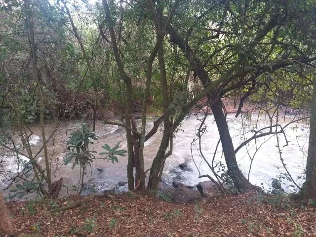 Sitio a venda sp Regiao Ribeirao Preto Sales de Oliveira montado 4.3 ha   - Foto 4