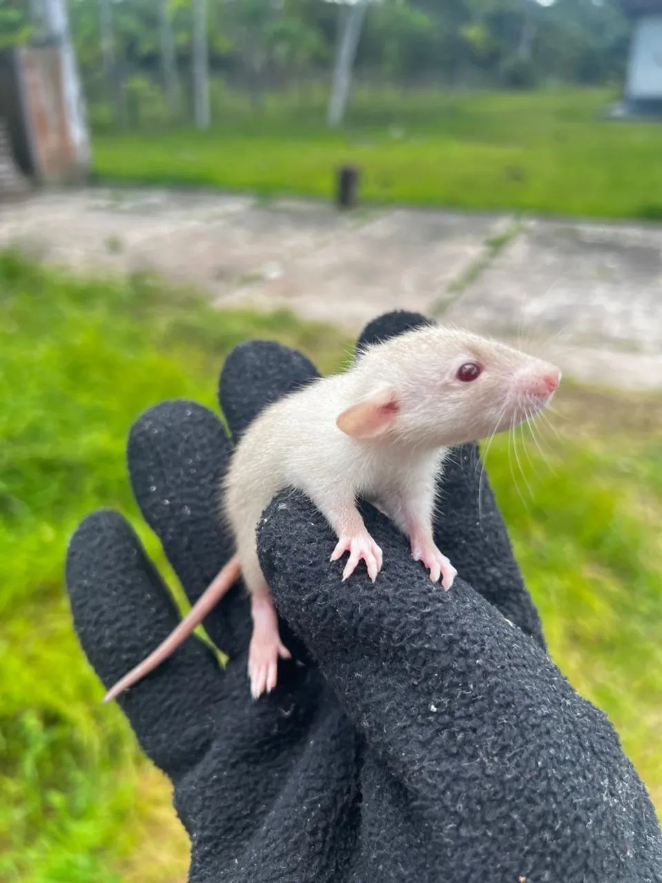 RATO TWISTER/ MERCOL - Foto 5