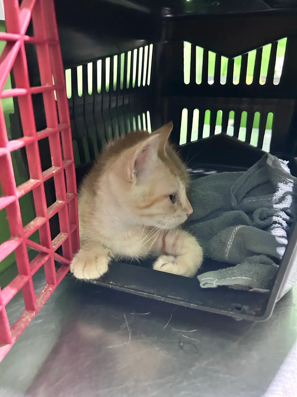 Gatinho macho com 4 meses  - Foto 3