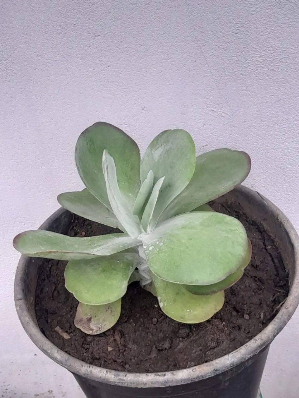 Plantas  - Foto 3