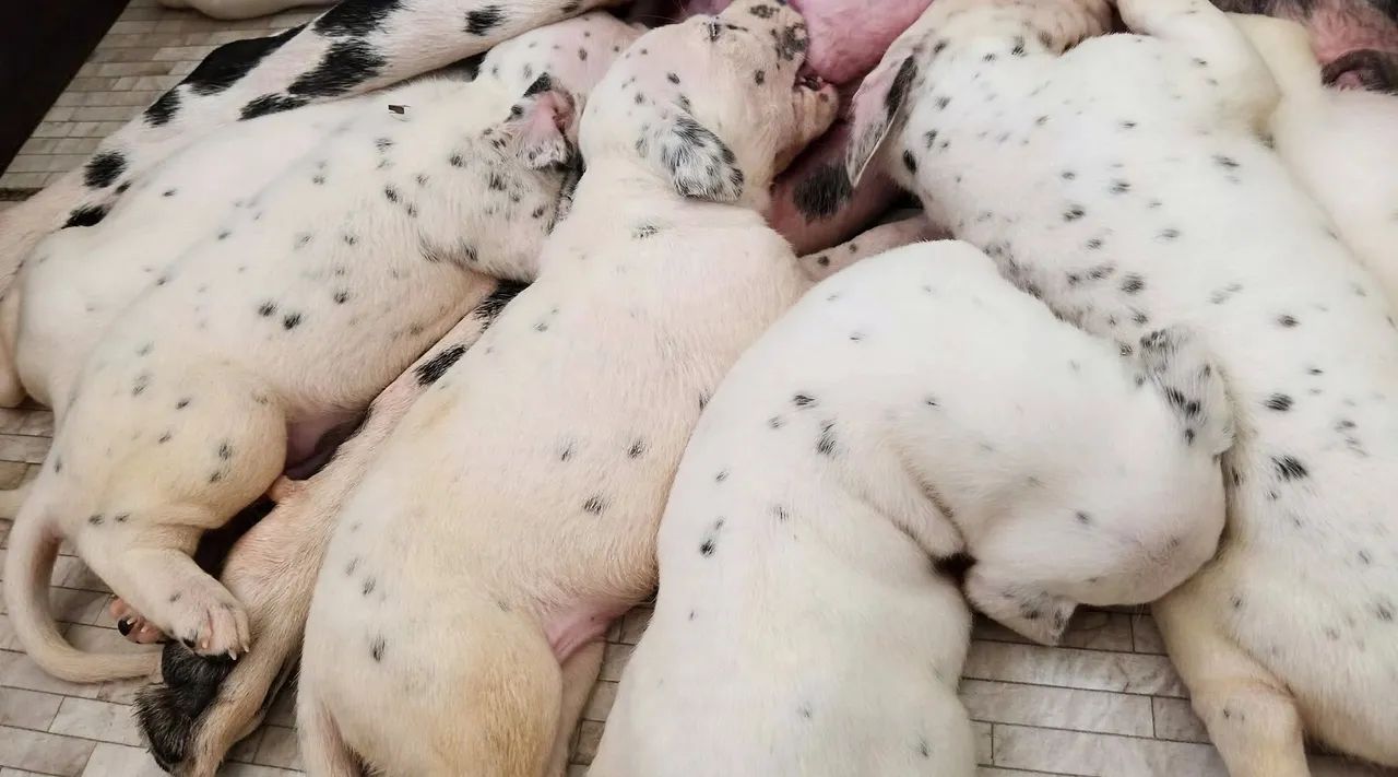 Filhotes de Dalmata - Foto 4