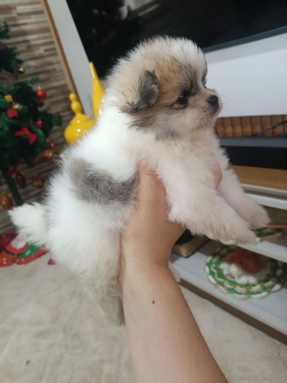 Vendo dois Spitz alemão!!! - Foto 5