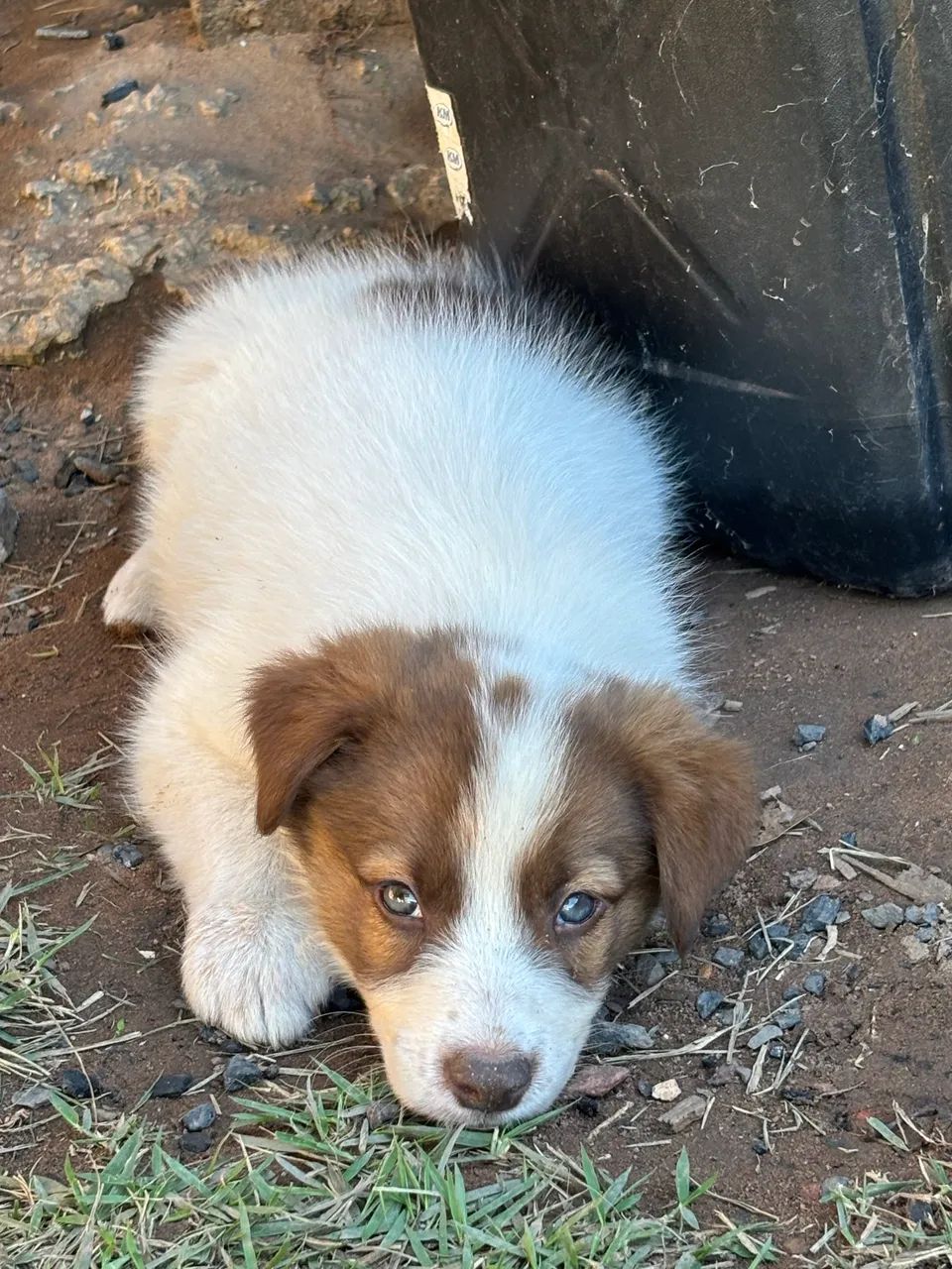 Cachorros  - Foto 4