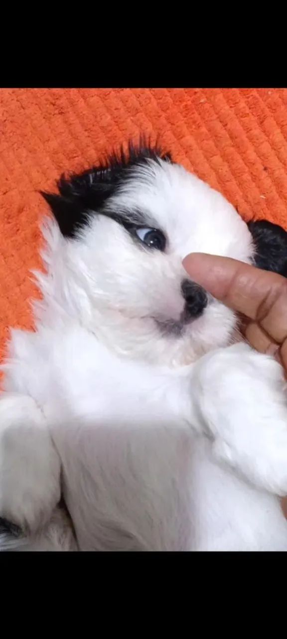 Shitzu mini  - Foto 4