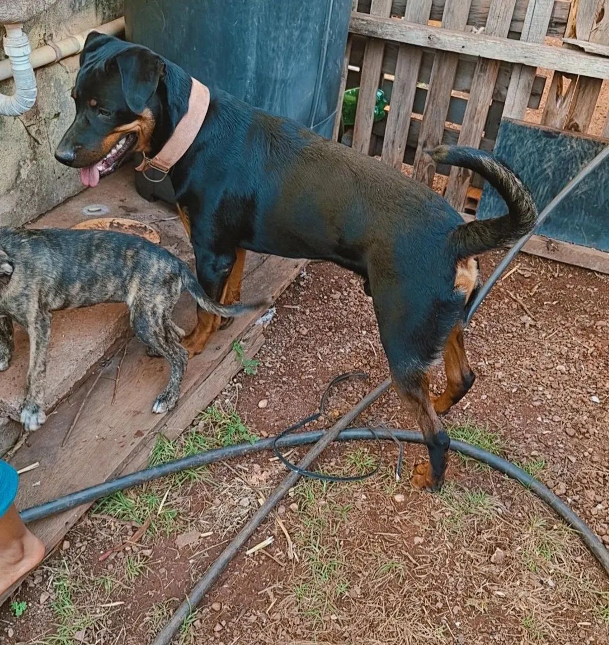 Vendo cachorro Rottweiler  - Foto 5