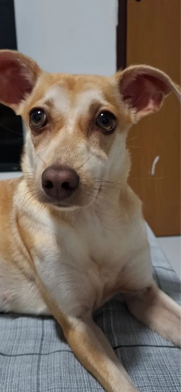 Cadela para adoção - Foto 3