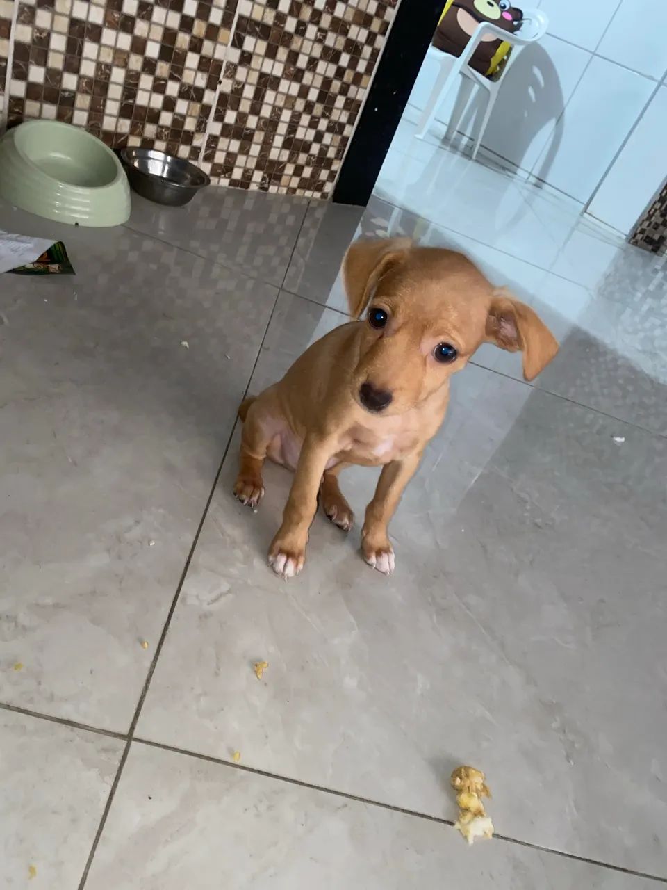 Cachorro pra doação  - Foto 2