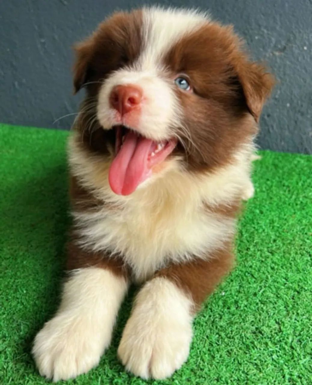 Border Collie - Foto 2
