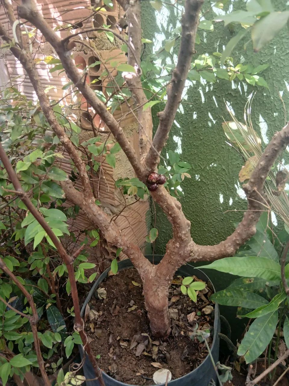 Pe de jabuticaba  - Foto 4