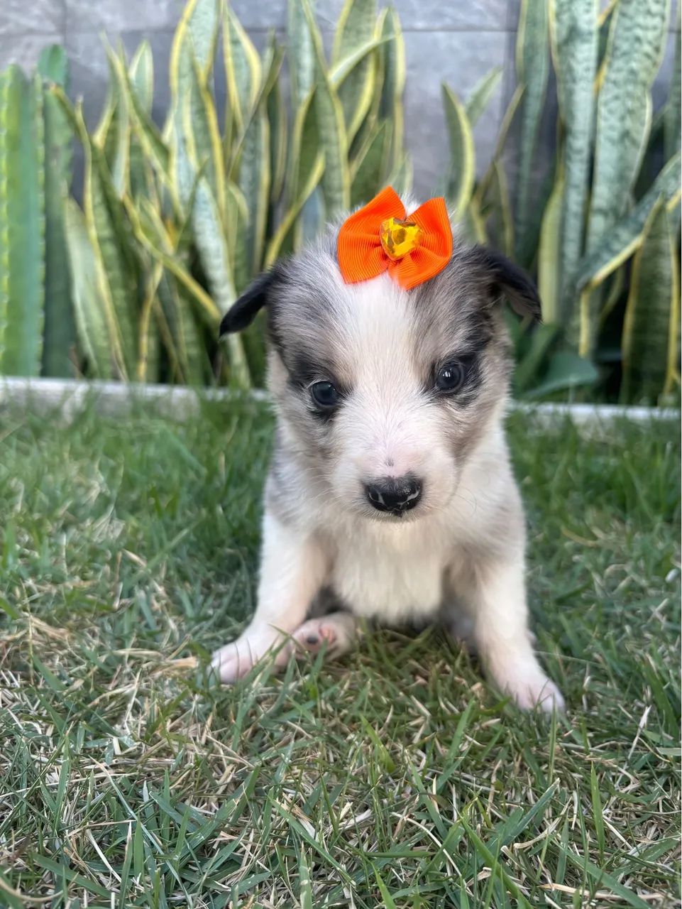 Cachorro bordei collie  - Foto 3