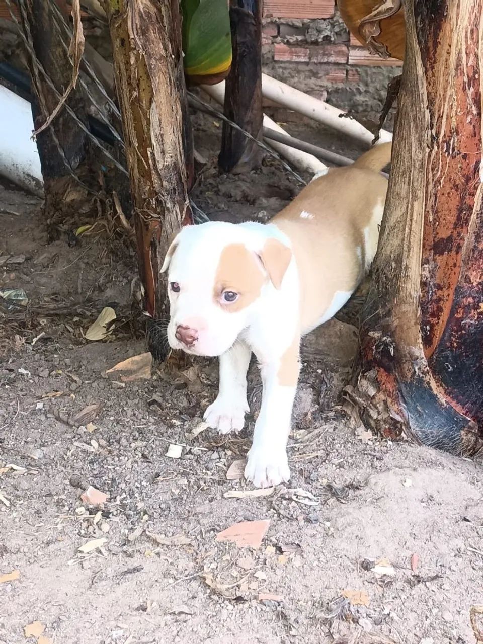 Filhotes de pitbull  - Foto 5