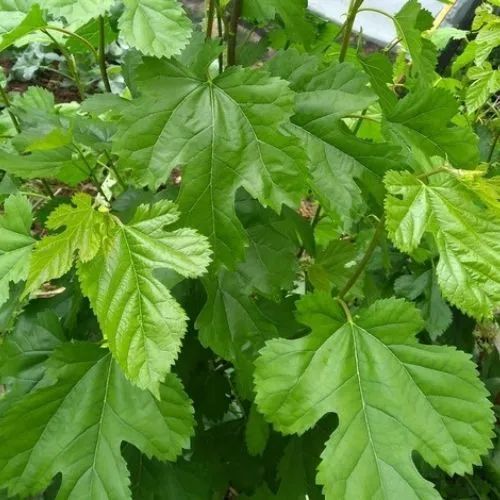 Mudas de Amora Miura frutas pequenas e doces e para chás - Foto 4