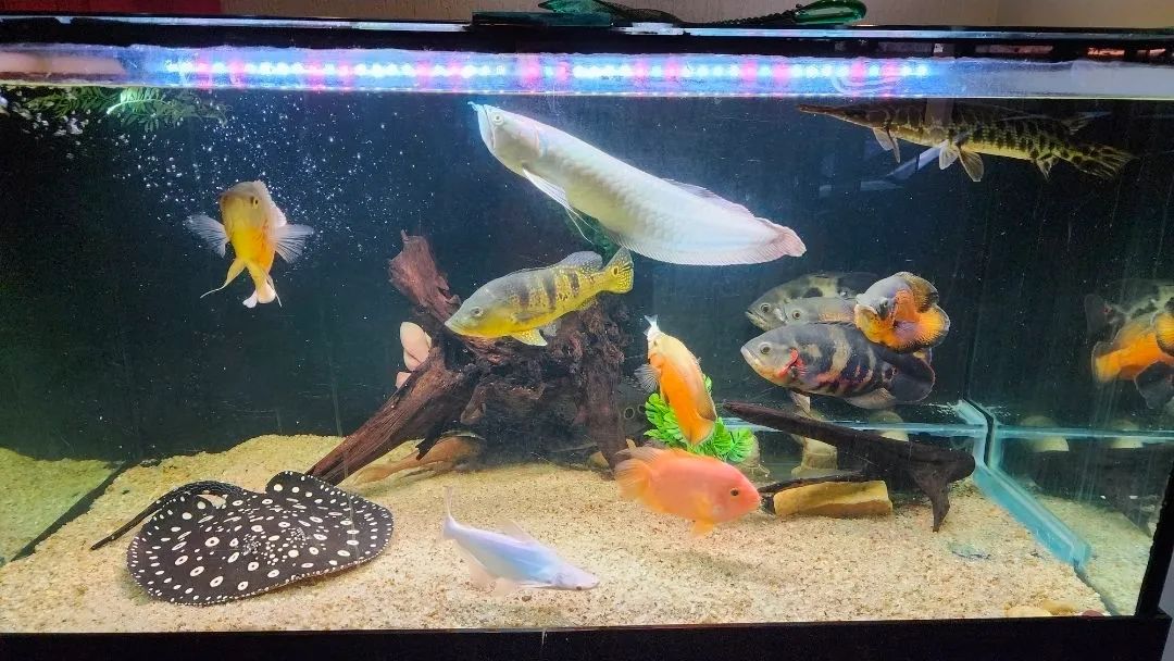 Aquário 900 litros com móvel - Foto 3