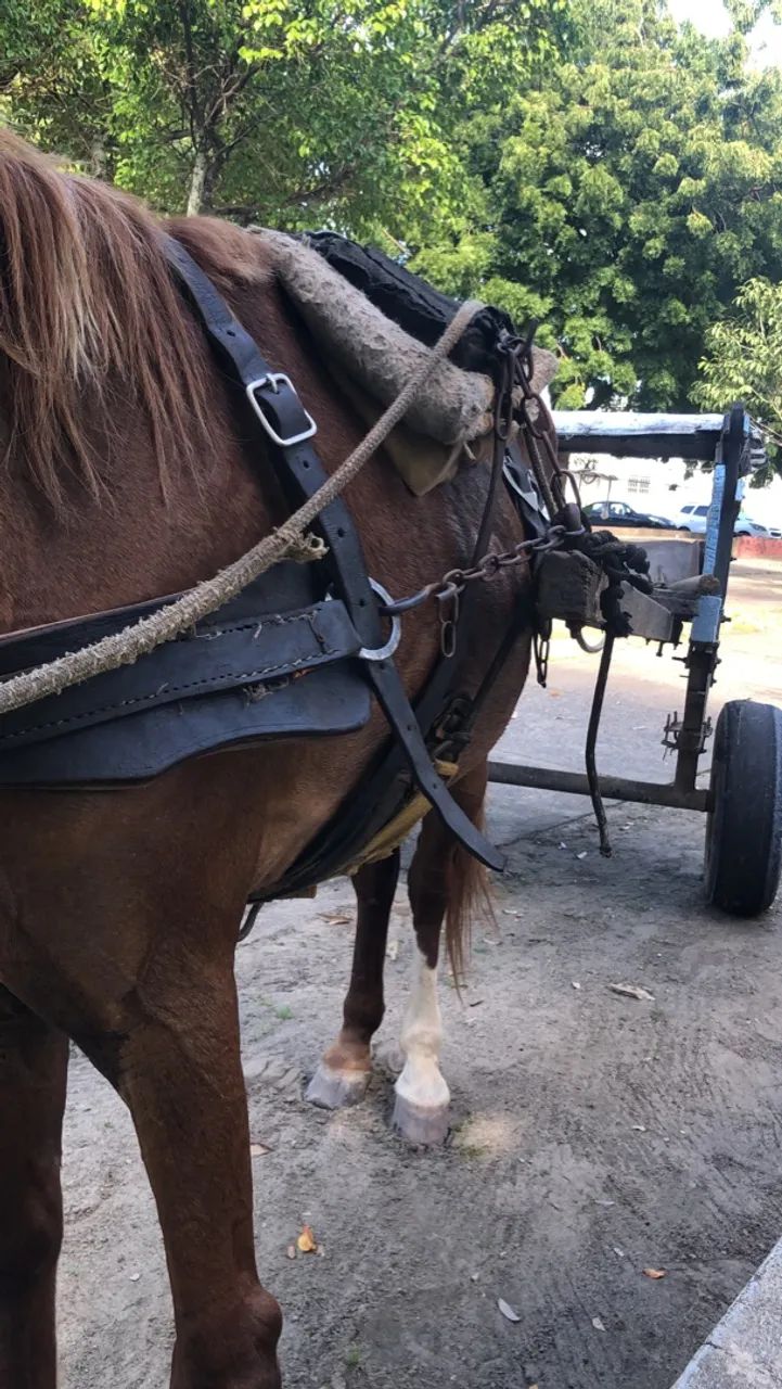 Vende se cavalo com carroça  - Foto 5