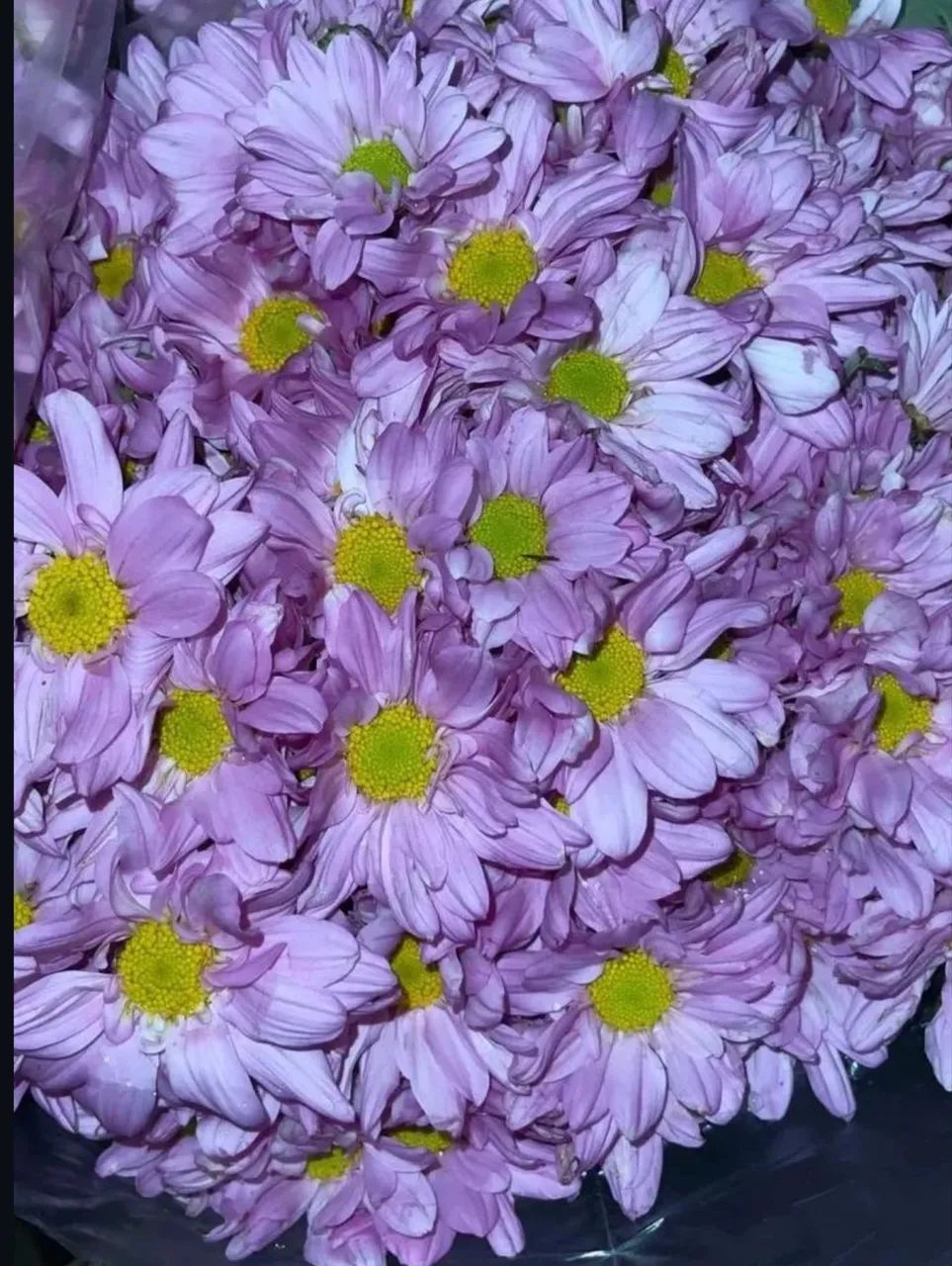 Pacote flores do campo  - Foto 3