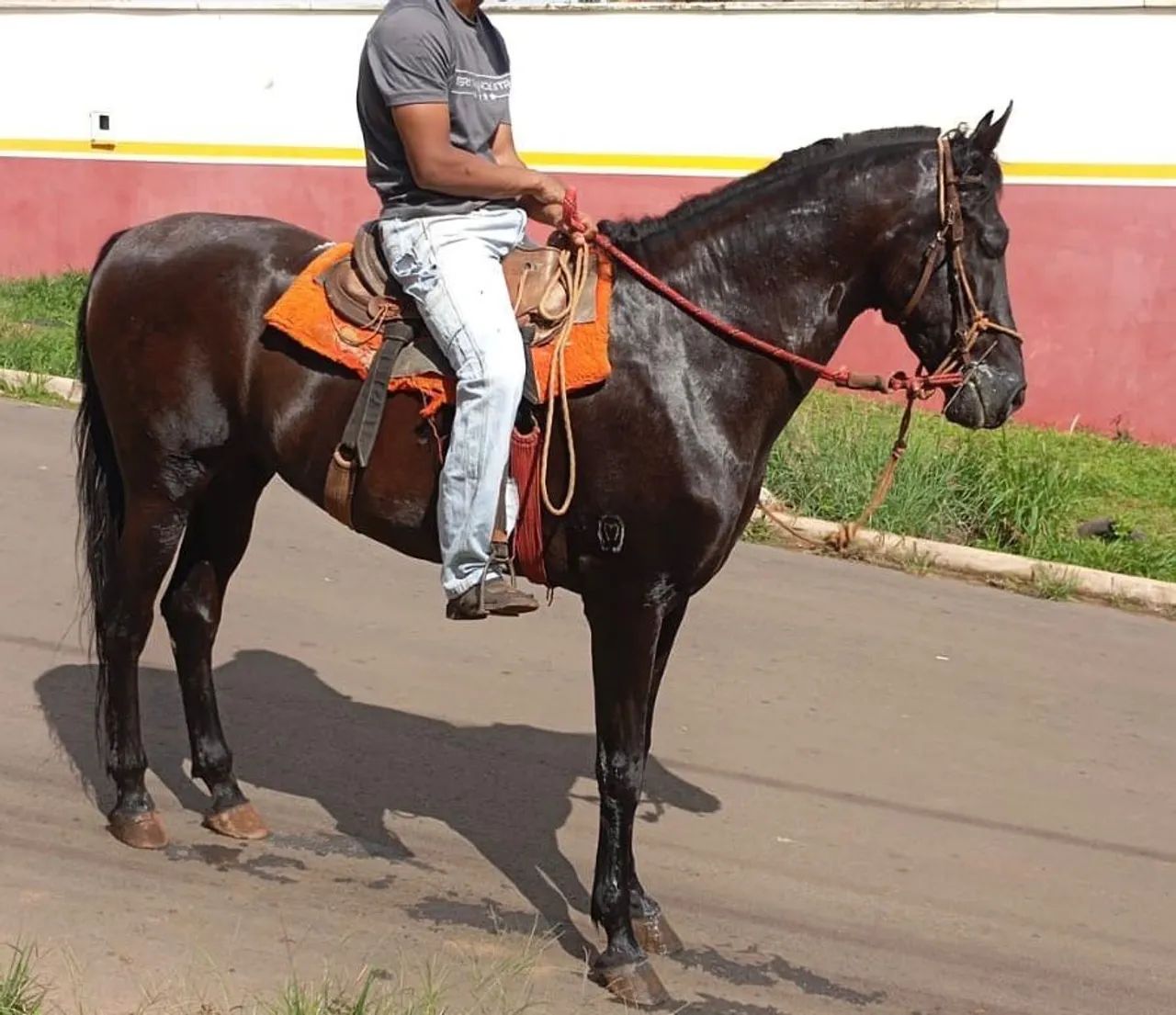 Cavalo MM 