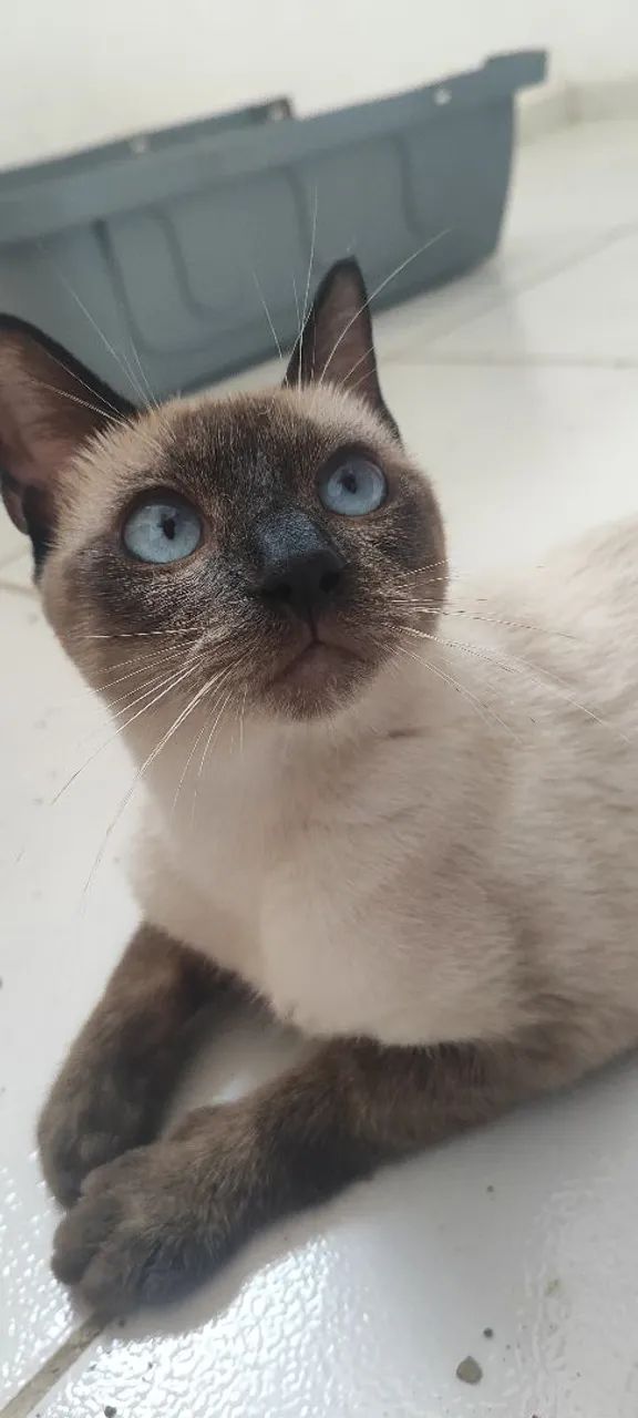 Gata siamês, castrada 
