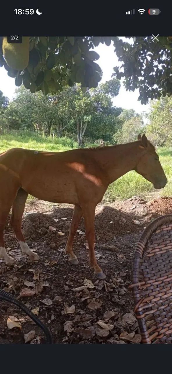Vende-se casal de cavalo e égua mansos