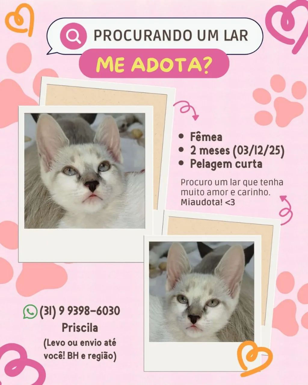 Gatinhos filhotes para doação - Foto 6