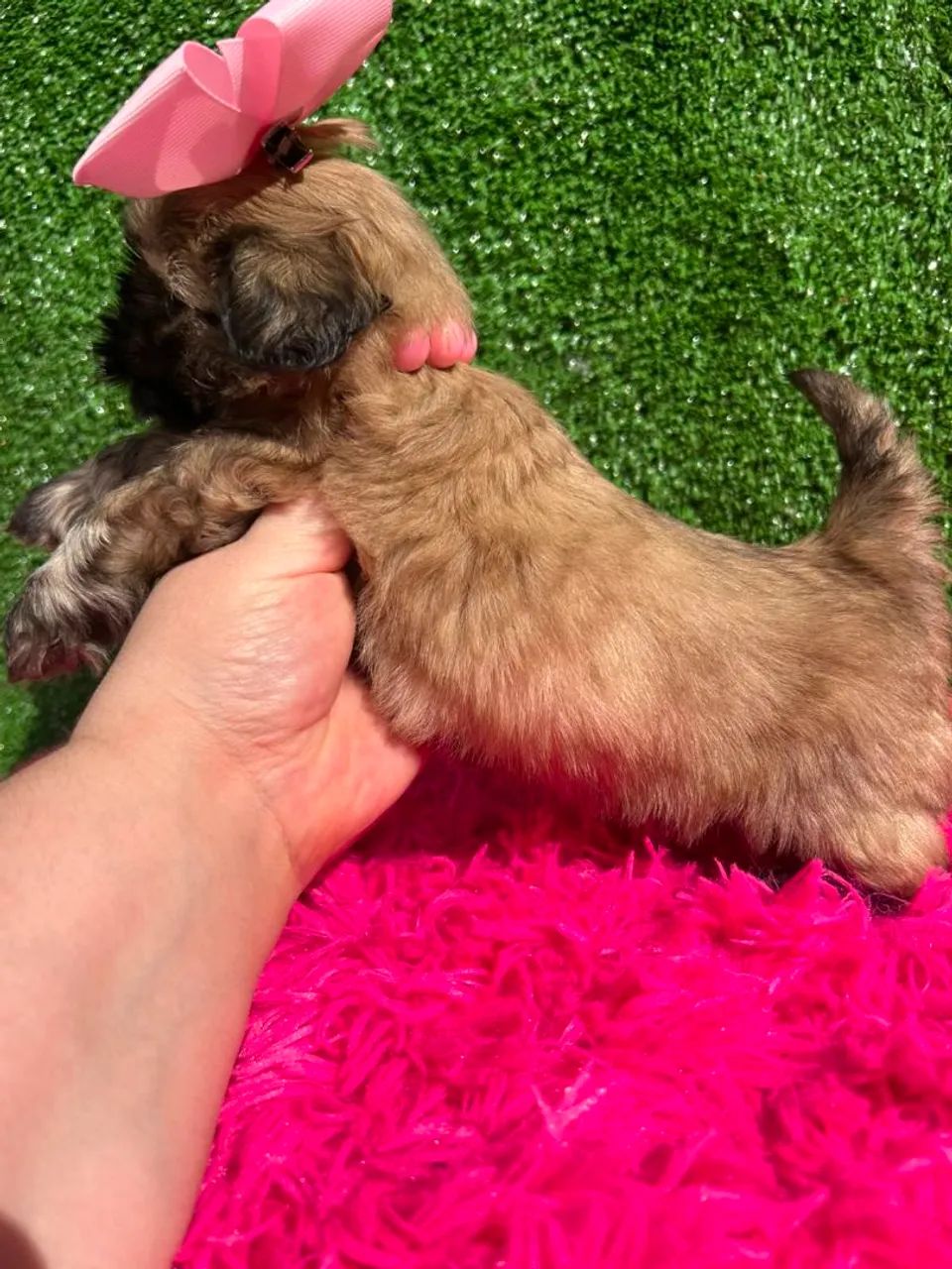 Shitzu mini